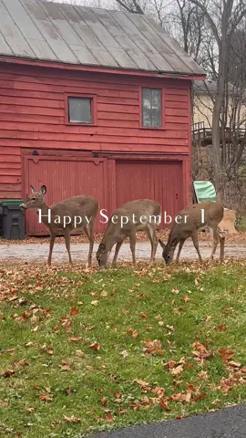 #happyfallyall @Reebok @Buffbunny Collection @House of Bō @Maison Margiela 