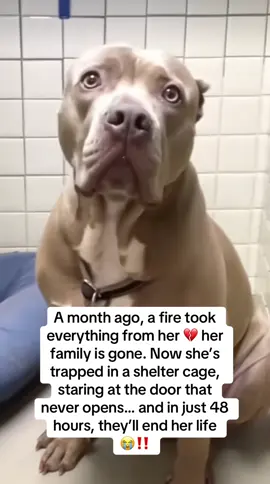 MY HEART STOPPED. A whole family gone in a fire… and their dog? Locked in a cold shelter. 48 hours from being put to sleep forever. 💔🐾 I can still see her — shivering in the corner, eyes empty. No one came. No one even looked at her twice. Then… a little girl walked in. She dropped to her knees beside that trembling, broken dog… and whispered: “This is her.” For the first time in months, her tail moved — just one tiny, shaky wag. When they wrapped her in their arms, it was like her shattered heart finally fit back together. ❤️ But her body told a different story… Every step stiff with pain. Her skin raw and burning red. Fur thin and lifeless. Even standing looked like it hurt. 😢 They promised her a fresh start — and they meant it. It began with Taily Collagen — biotin, hyaluronic acid, vitamin C. Not just food… but fuel to rebuild her from the inside out. Week by week, the miracle happened: ✅ Scratching slowed… then stopped ✅ Angry red patches faded to soft pink skin ✅ Her coat shimmered in the sun again The dog who once hid in a shelter’s cold shadow now thunders through the house — chasing toys, outrunning the wind. Her ears fly, her laughter fills every room. 🐕✨ She was never truly broken. All she needed was love… and the right nutrition. Taily Collagen gave her both. 💚 📦 Available now on Amazon — link in bio.