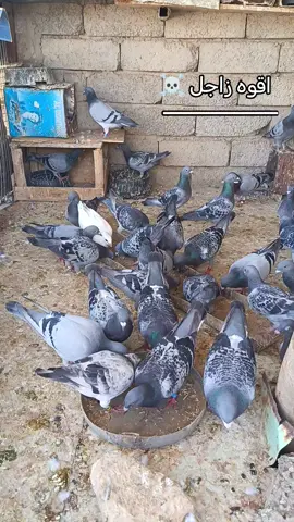 #حمام_زاجل #