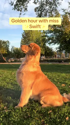 The front on this dog never ceases to amaze me 😍 #showpuppy #7months #babydog #goldenretriever #showtraining 