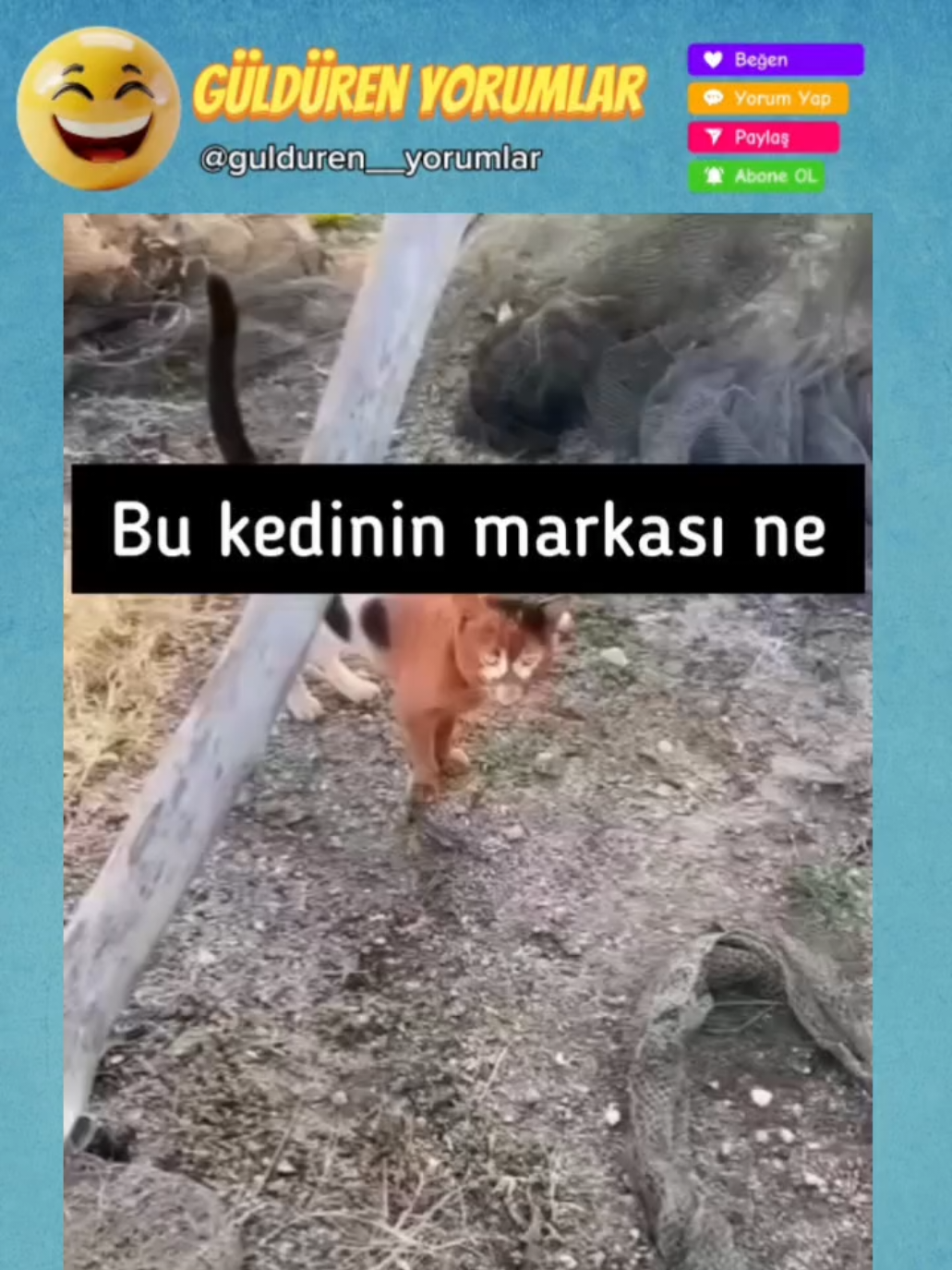 Toplama Kedi 😂