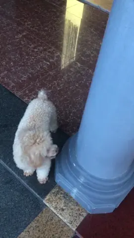 Sắm váy xinh đi chơi thôi Sen 🐶 #quanaochomeo #quanaothucung #quanaothucungcute #poodle #bunquystoc 
