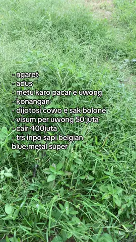 Jan cair mack🤣#kaji_lembu #martapurapride🔥 #storytime #peternaksapiindonesia #tukangngaret #peternakmudasukses #peternakmudaindonesia 