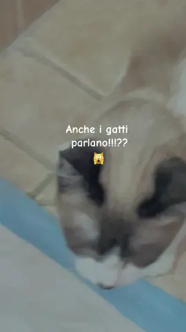 La mia gattina parlante ❤️😻#cat #cattok #funnytiktok #fyp #viral
