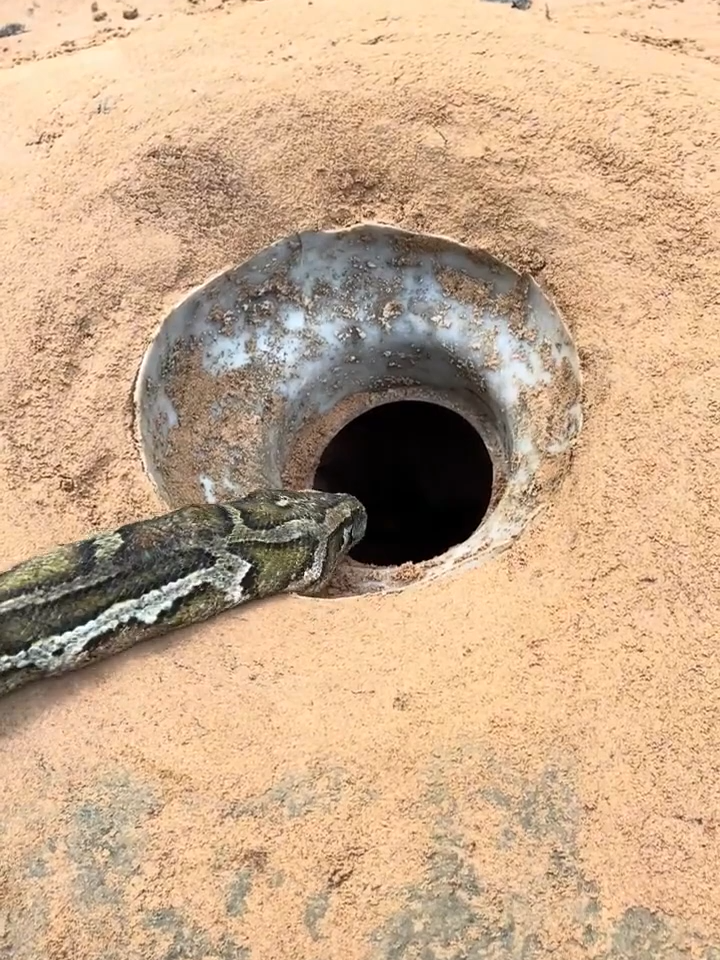 #traditionalhunting #snake #animaltraps #cobra #trappingtechniques #wildlife #reptiles #nature - Walking in the forest