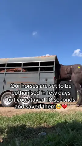 Every kind comment would mean a world to me #horses #shelter #sanctuary #animalsoftiktok #horselovers 