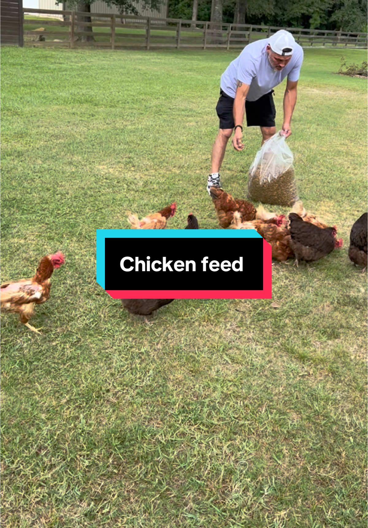 They seriously loveeeeee these snacks #chicken #farmlife #chickentiktok #hen #rooster #flylarvae #chickensoftiktok #snacks #roostersoftiktok 