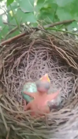 #kurdistan 