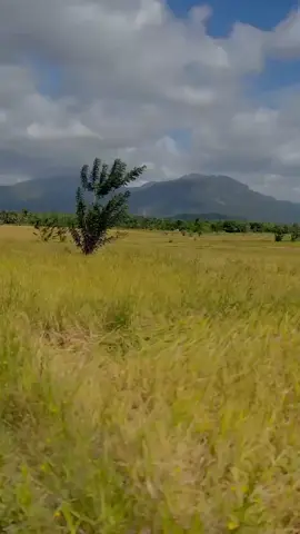 අලුත් පොට් එකේ ❤️#කොල්ලො ආසම ඒවා ❤️😍#capcut #tiktokviral #virlvideo #yanmar #srilankan #බරඅවි #මැසින්_පිස්සෝ❤ #හසාන්හාවෙස්ටර්  #fyyyyyyyyyyyyyyyyyyy #කැකිරාවේ_අපි🌎♥ 