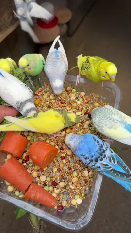 💛💚🩵💙🤍😍😍#periquitosaustralianos #videoviral #aves 