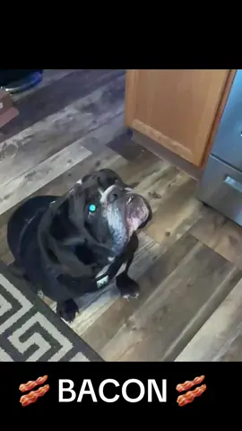 BACON IS LIFE ❤️🥓❤️ #dogsoftiktok #fyp #viral #foryoupage #slowmo 