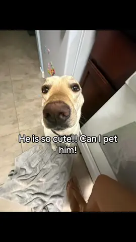 He said moms a liar I do not #dogsoftiktok #dogs #sierranotciara 
