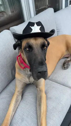 Can we get a yeeehawww??? #greatdane #yeehawwww #cowboy #giddyup 