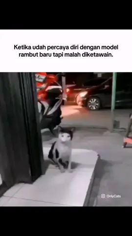 Gaya rambut apa ini kira-kira?🗿 #memekucing #kucinglucu #kucingkampung #kucingjalanan #hairstyle #gayarambut #catlover #pov #mk #relateable #cat #catsoftiktok #fyp 