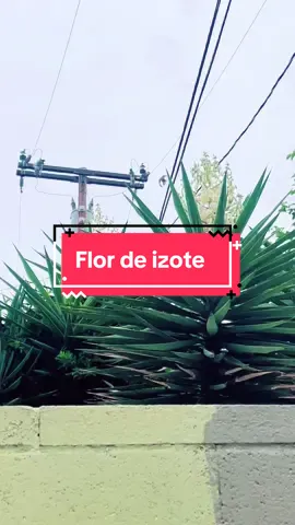 #flordeizote🇸🇻😋 #flornacionaldeelsalvador😋🇸🇻 #LIVEIncentiveProgram #LIVEStory #PaidPartnership 