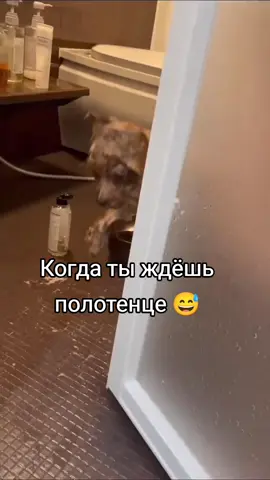 😅😅😅😅#смешниевидосики #смешно #смехигрех #подпишись🔥🤗 