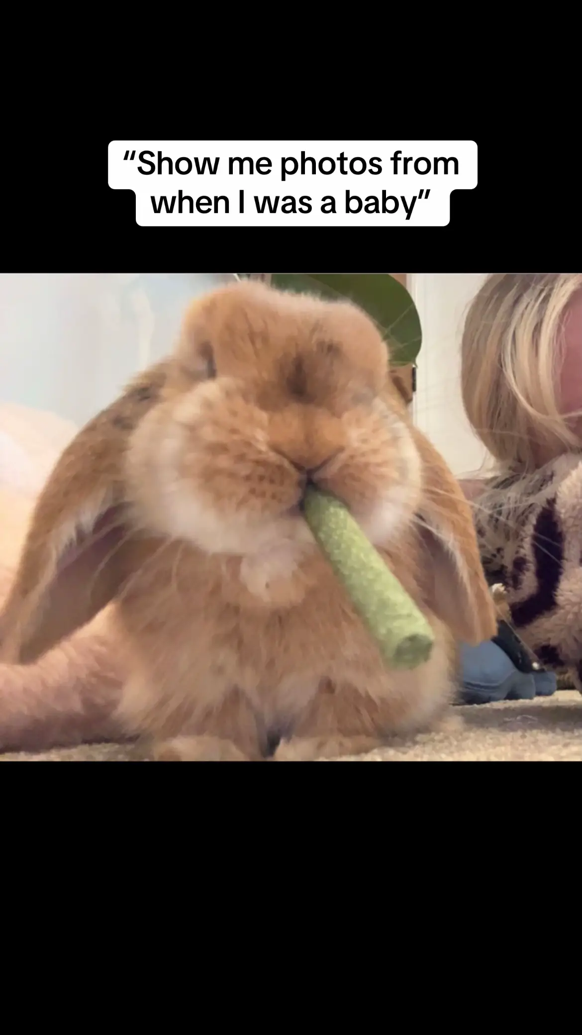 #bunniesoftiktok #fyp #minilopsoftiktok 