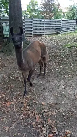 #lama #heimat  #funnyvideos #drehmittieren  #fy