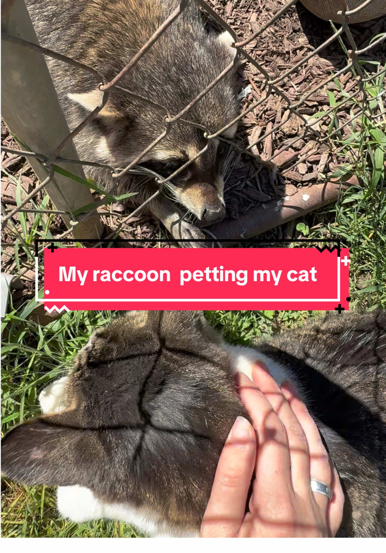 Charlie was a stray who showed up a few years ago and never left. He comes inside during bad/cold weather but he would much rather be outside. He decided to jump the fence to come see me while I was out with Kenshi. Kenshi was curious and decided he wanted to pet him too 😍🥰🦝 #catsoftiktok #raccoonsoftiktok #cat #raccoon #fyp 