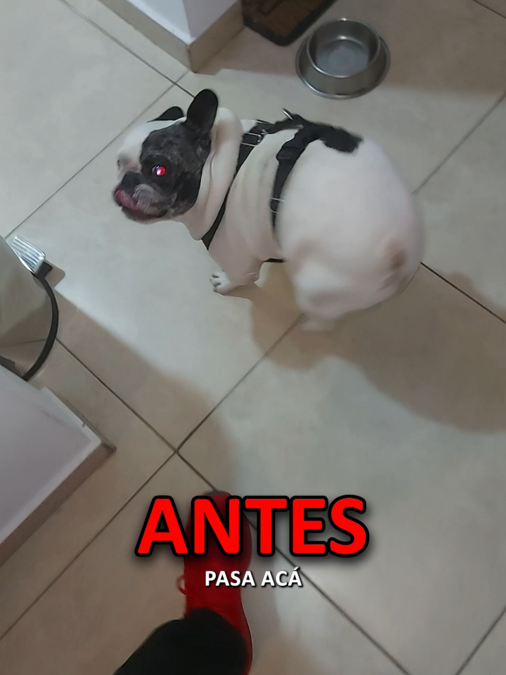 ATENCIÓN ❗❗ Aprende todo lo que enseño en mis clases en el Seminario de comportamiento canino que daré el día 19 de octubre en Paseo la Plaza. Compra tus entradas ahora mismo en el link de la biografía.  Apúrate que esta a un precio super promocional y quedan muy pocos lugares. #dog #perro #pet #PetsOfTikTok 