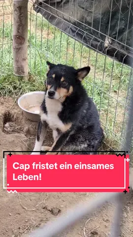 Hilfe für den todtraurigen Cap gesucht! 🥺 Cap fristet ein schlimmes Leben. Einsam, alleine, keine schönen Erlebnisse. Abgeschottet vom Leben.  Das möchten und müssen wir ändern! Dafür suchen wir dich! Einen Menschen, der Cap ins Herz schließt und einen Pflege- oder sogar Endplatz für ihn hat 🧡 Cap ist ca 3 Jahre alt, 40 cm groß und sehr verträglich mit allen Hunden 🐶 #dogtok#hundeliebe #hundeauftiktok #tierschutzhund 