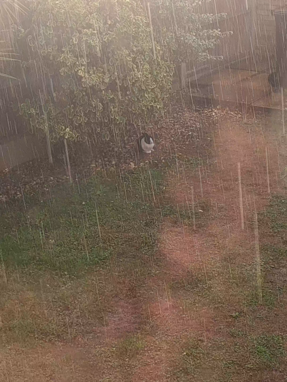 Joey decided to sit under a bush while it's raining. He's such a silly moody old man. He does have a room that is open for him to go into he just likes to have his main character moment.#fluffybaby #bunny #rain #PetsOfTikTok #bunny 