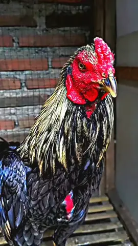 absen ayam siapan kalian😁 #klurukfarmngawi #ayambangkokindinesia #ayambangkoksuper #peternakayamindonesia #ayambangkokindinesia 