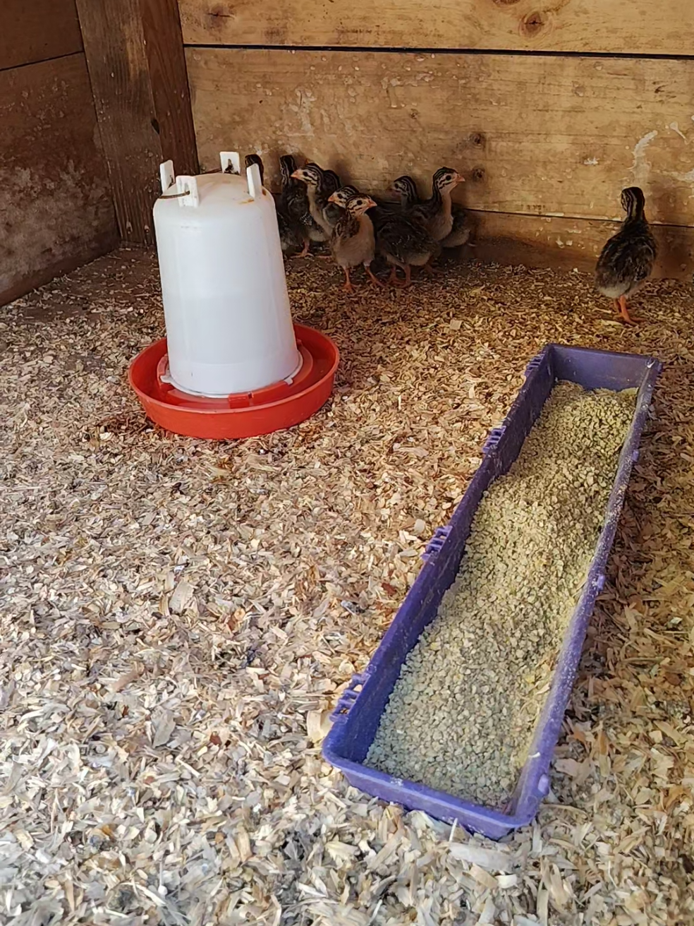 Our baby Guineas we hatched from our incubator! 9 little babies. #guineafowl #homestead #offgrid #babybirds 