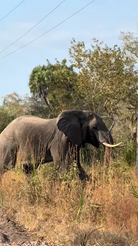 A gentle soul in a giant body 💫🐘 #elephantlove #wildlifetok #intothewild #gentlegiants #fyp 