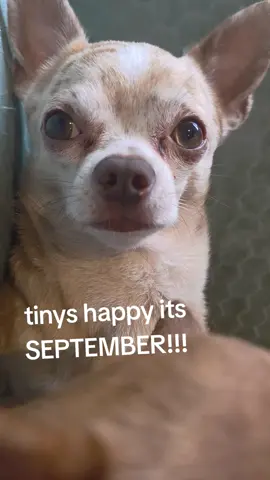 tinys happy its SEPTEMBER!!! #fyp #september #autumn #foryoupage❤️❤️ #foruyou 