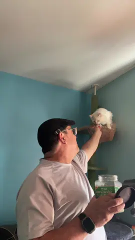 #pets #cat #mascotas #cats #animal 