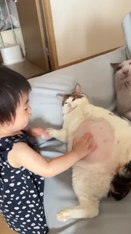 uncle bao get belly slap by neice #uncle #bao #cute #cat #fyp #fypdong 