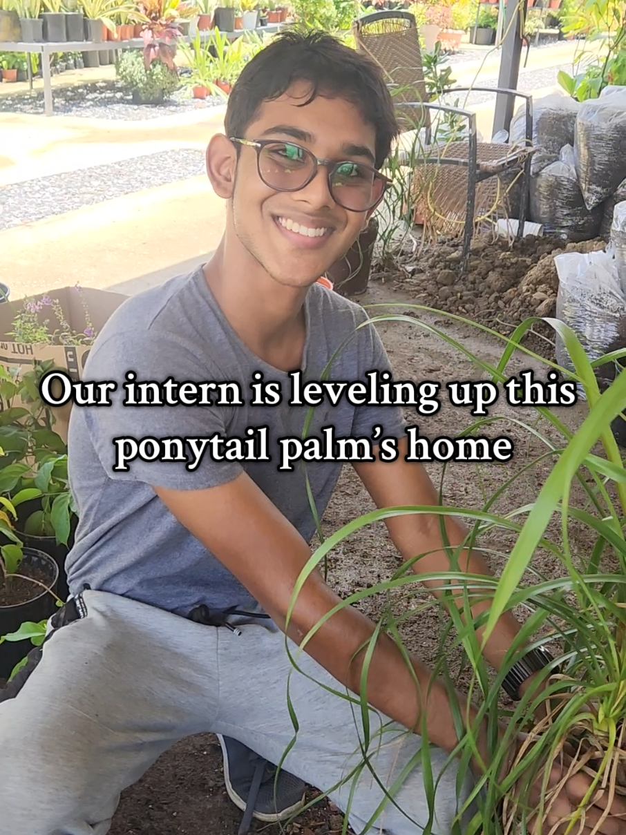 Watch as our Green Farmer intern carefully upsizes this stunning large ponytail palm, giving its powerful root system the space it deserves to thrive!  large ponytail tail $750 small $95 and $125 📅📞 432 3450 📍14 Ramai Trace Debe  Trinidad and Tobago (search Waze or Google Maps for The Green Farmer)  🚚 Delivery available across T&T Linx and credit cards accepted  Monday to Saturday 9:00 am to 5:30pm Sundays 9:00am to 3:00pm Send Message here, whatsapp, or call for any further information #thegreenfarmer #thegreenfarmertt #HappinessInAPot #PonytailPalm #PlantCare   