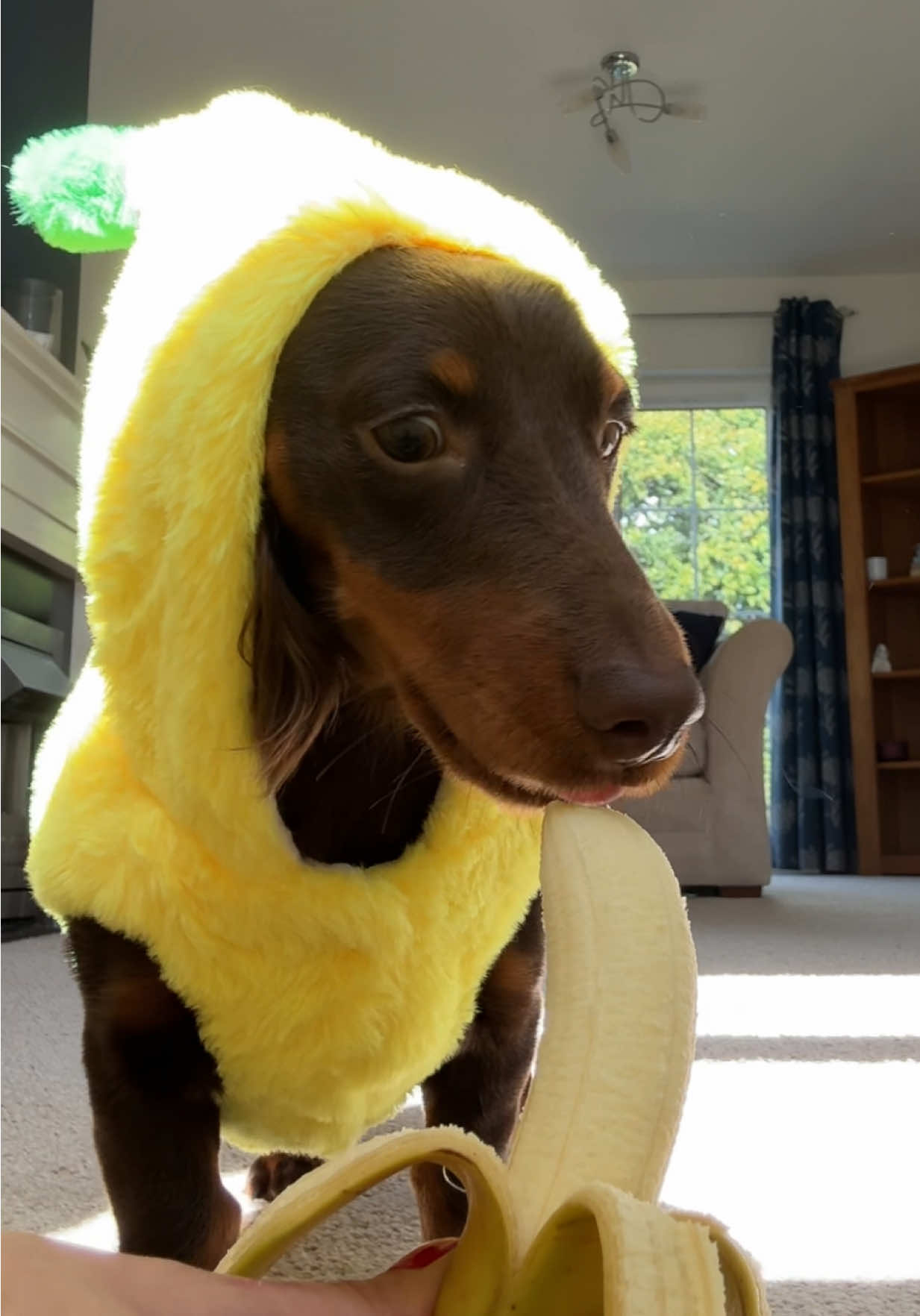eating a banana dressed as a banana 😂 🍌 how cute is alan's new hoodie! #miniaturedachshund #dogsoftiktok #fyp #dogasmr #sausagedog dog eating dachshund doxie mini doxie puppy long haired miniature dachshund dog eating asmr baby daxie
