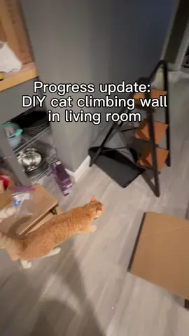 Stepping up my game as we speak next progress video gunna be big . . #catwall #catlover #catenrichment #catmom