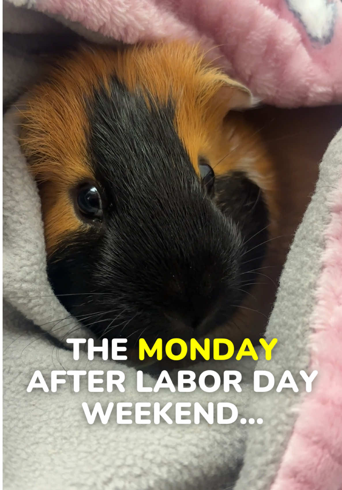 Thank god for the day off… but this will be me at work tomorrow 😅🐹 Last chance to shop our Labor Day Sale—up to 30% off! Don’t miss out 🛒