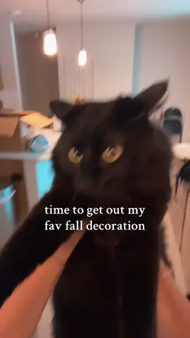 Finally #cat #fall #blackcat #fallaesthetic #funny 