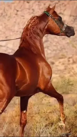 #PaidPartnership اشجع اللي علي زعلان واقول له طول المده#رحال_الرحال #you #capcutvelocity #خيل_وخياله🐎 