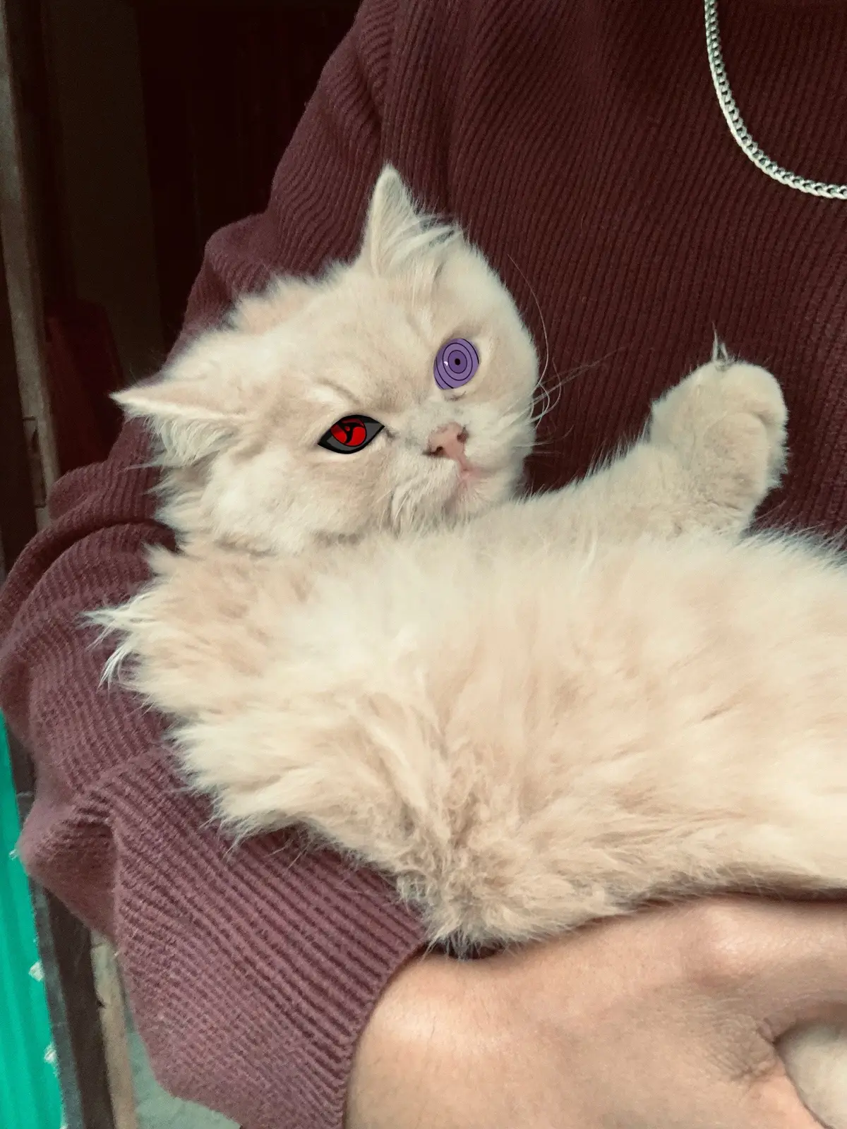 Cat With Sharingan 🎬🎴 #CapCut #foryou #typpppppppppppppppppppppp #bdtiktokofficial #trending 