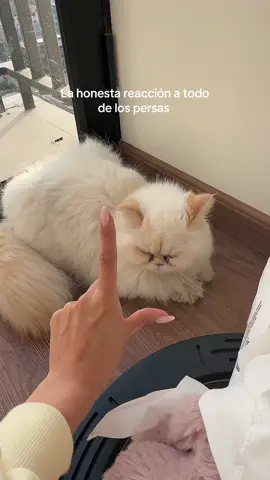 Ya estoy acostumbrada #gatos #persas #trendlove #hijosgatunos 