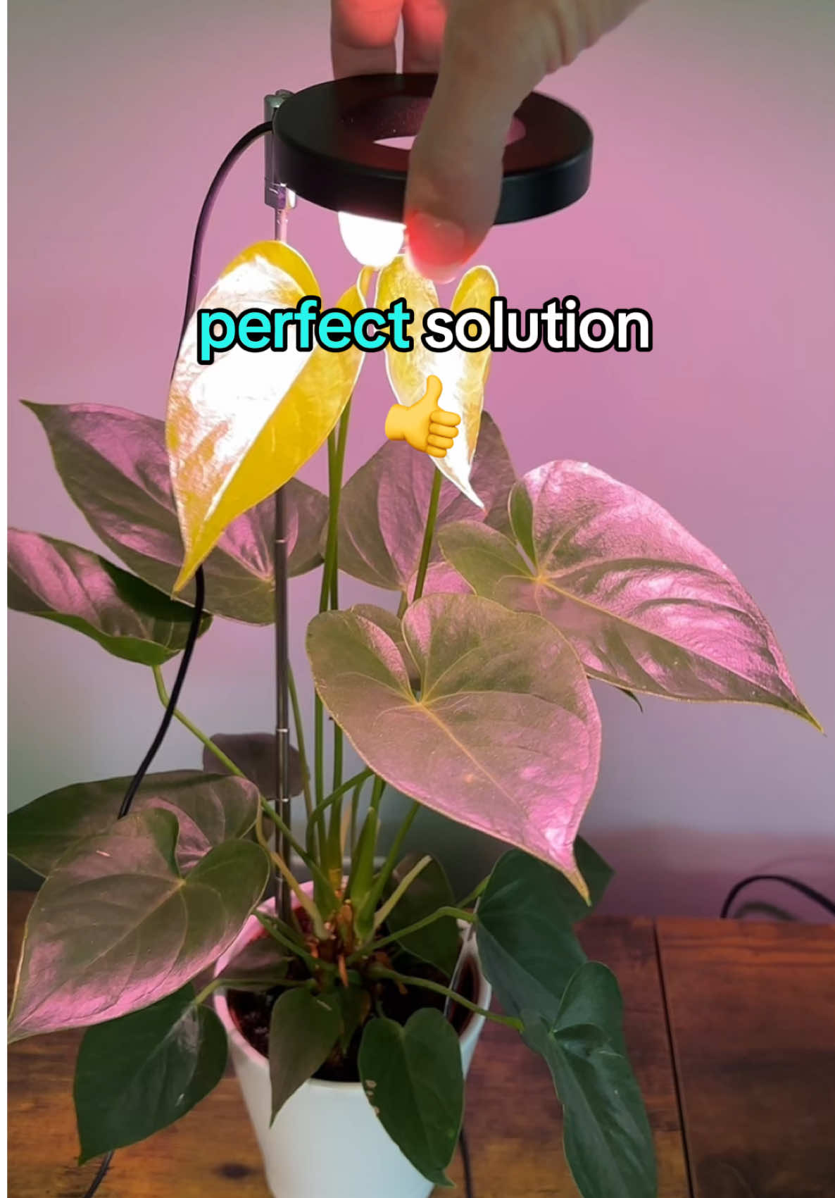 #indoorplantgrowlight #growlight #plantgrowlights #plantsoftiktok 