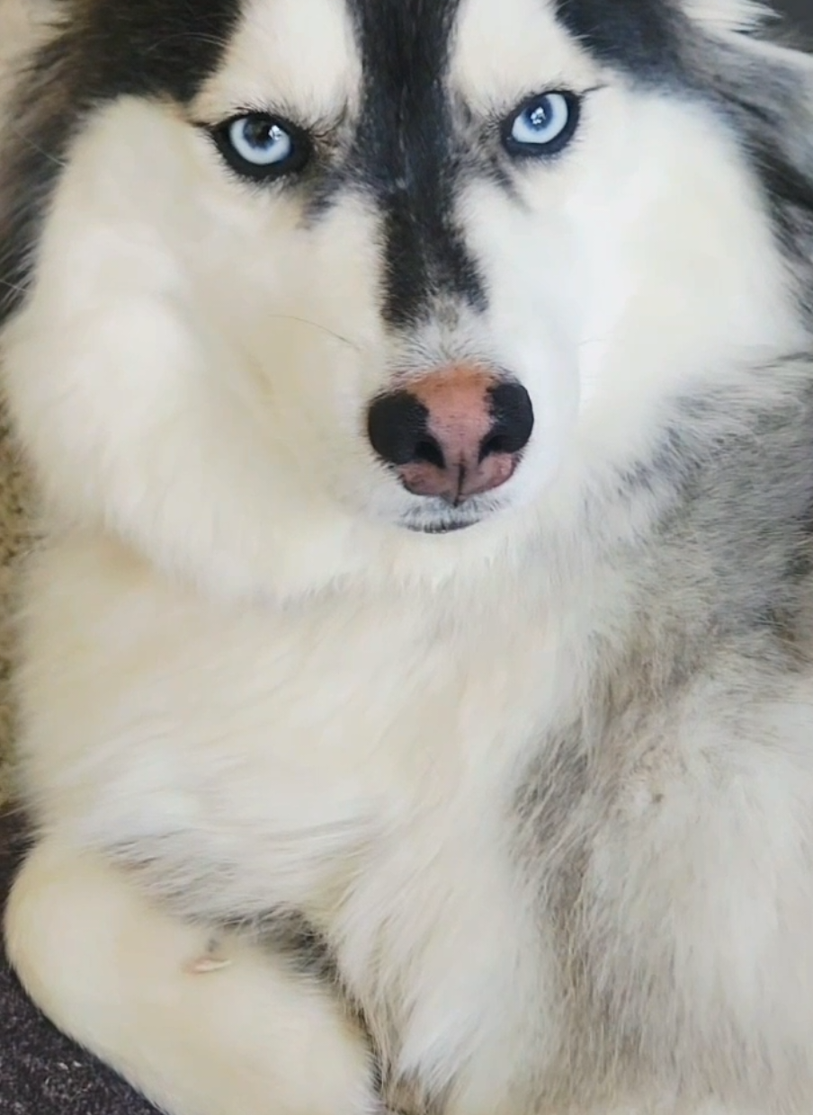 When Oscar gets told no more meals for the day. Especially after he just finished eating 😆 #Oscar #pomsky #fyp 