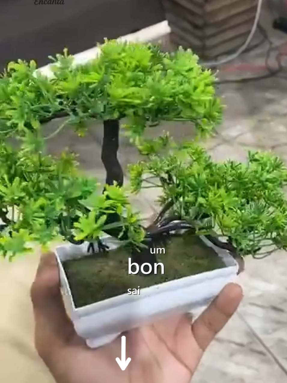 Bonsai artificial realista #bonsai #realista #artificial #shop #tik 