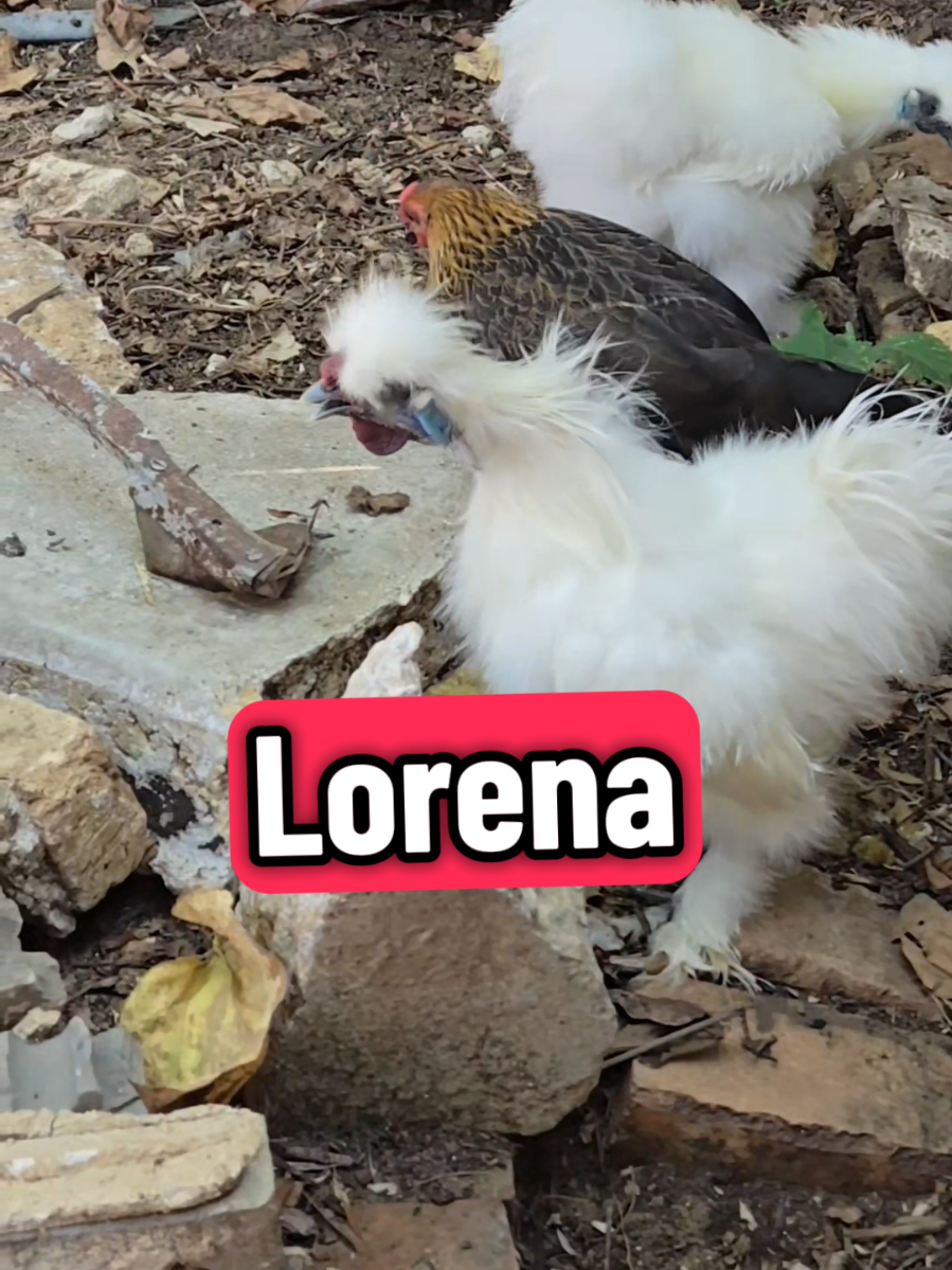 ¿SNOWBALL WHERE ARE YOU 🤔 LORENA? ¿DÓNDE ESTÁS 😎 LORENA? #lorena #chicken #rooster #lachicapoderosa💞 #fyp 