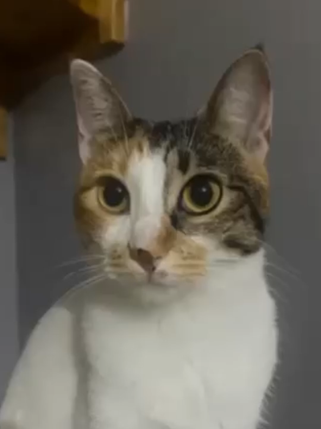 Kedim Şarkı Söylüyor: 10 Üzerinden Planla 🐱🎶 kedi #komikkedi #şarkısöyleyenkedi #kedivideosu #miyav #kedisesi #kedim #kedihalleri #funnycat #catsoftiktok #catsofinstagram #catvideo #talkingcat #cutecat #kedigülme