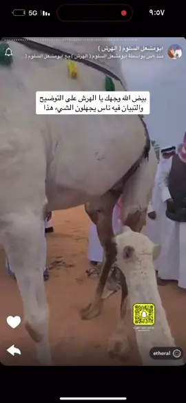 #الهرش الهرش #السلوم #سوق_البل #البل #مدينة_الانعام #بريدة 