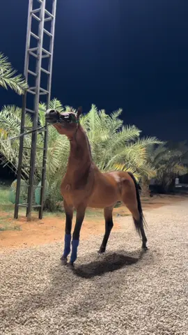باهر غرناطة #ساطي #تجهيز_شو #استاند #1 #خيل_وخياله🐎 #مربط_ساطي #اكسبلوررر #اكسبلورexplore #1millionaudition 