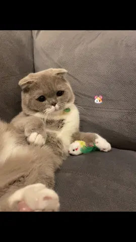 Gece yatdigi oyuncağı🤓💗 @TikTok #keşfetteyizzz #keşfet #cat #kesfet 