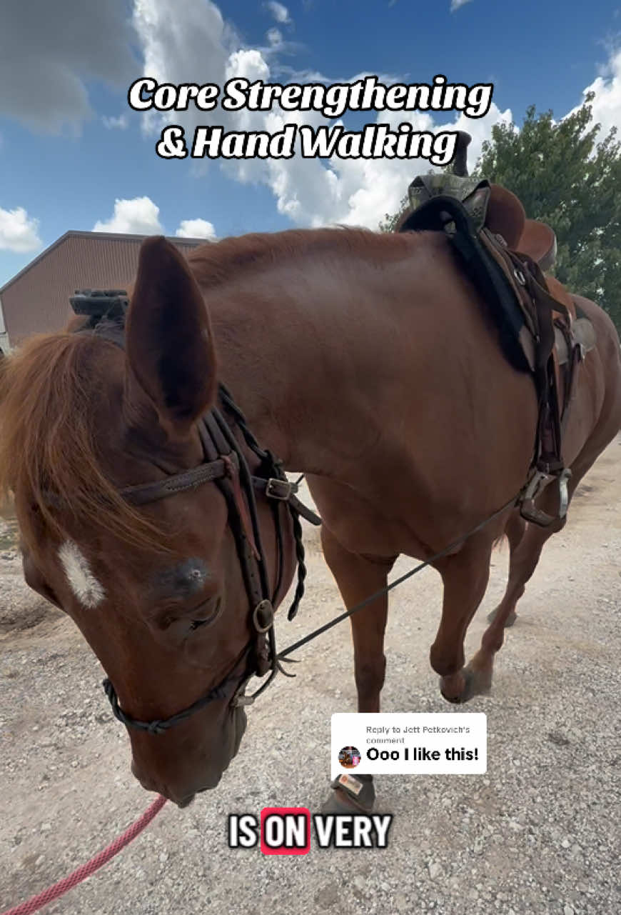 Replying to @Jett Petkovich Pre-hab while we wait for good news *manifesting ya know 😉✨ #barrelracing #barrelhorse #horserehab #equinerehab #cowgirl 