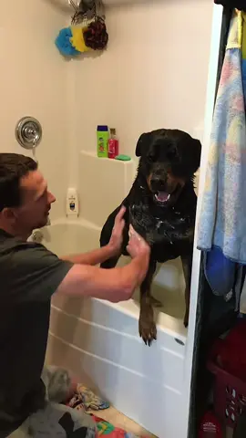 My dog is just so much!! Even when he wants to eat me!!!! #PetsOfTikTok #dogs #pets #dogtrainer #professional  @ryanprater4 